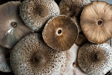 parasol mushroom