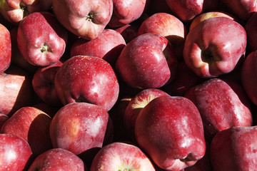 Farm fresh organic red  apples