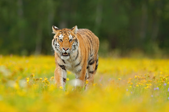 Tiger with yellow flowers. Siberian tiger in beautiful habitat. Amur tiger sitting in the grass. Flowered meadow with danger animal. Wildlife Russia. Summer with tiger. Animal walking in bloom.
