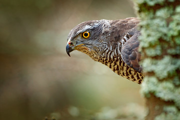Hidden head portrait of goshawk. Detail of bird of prey Goshawk. Bird hawk sitting on the branch in the fallen larch forest during autumn. Bird goshawk hidden behind the tree trunk. Goshawk in Norway.