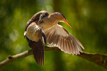 Little Bittern, Ixobrychus minutus, sitting on the branch with bee. Evening back light with small heron in the nature forest habitat near the river. Wing stretching on the tree branch, Bulgaria.