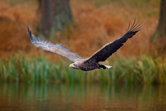 White-tailed Eagle, Haliaeetus albicilla, flight above the water river, bird of prey with forest in background, animal in the nature habitat, wildlife, Sweden. Eagle in fly above the dark lake.