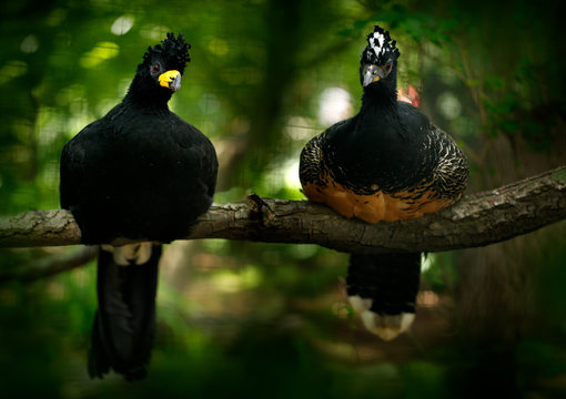 Bare-faced Curassow, Crax fasciolata, big black bird with yellew bill in the nature habitat, Barranco Alto, Pantanal, Brazil. Pair of birds, male and female. Widlife scene from tropic forest.