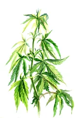 Aquarellskizze. Canabis © vetryanaya_o