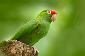 Crimson-fronted Parakeet, Aratinga funschi, portrait of light green parrot with red head, Costa Rica. Portrait of bird. Wildlife scene from tropic nature. Parrot from Costa Rica. Parakket in habitat.