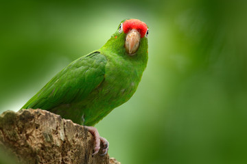 Parrot from Costa Rica. Parakket in habitat. Crimson-fronted Parakeet, Aratinga funschi, portrait of light green parrot with red head, Costa Rica. Portrait of bird. Wildlife scene from tropic nature.