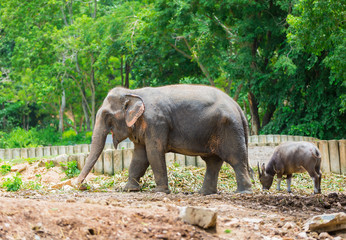 Asian elephant, Elephant is important to Thai people. In the past, they used elephants in warfare and transport. 