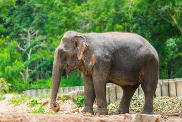 Asian elephant, Elephant is important to Thai people. In the past, they used elephants in warfare and transport. 