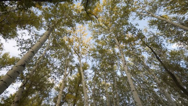 Autumn aspen forrest road with golden sunlight, colorful trees fall season outdoor October nature park