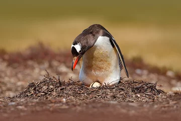 Poster Nesting penguin on the meadow. Gentoo penguin in the nest wit two eggs, Falkland Islands. Animal behaviour, bird in the nest with egg. Wildlife scene in the nature. Penguin with eggs in Antarctica. © ondrejprosicky
