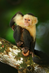 Cebus capucinus in gree tropic vegetation. White-headed Capuchin, black monkey sitting on the tree branch in the dark tropic forest. Animal in the nature habitat. Green wildlife of Costa Rica.