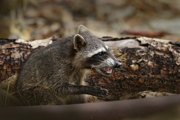 Raccoon with open muzzle. The Raccoon, Procyon lotor, walking on white sand beach in National Park Manuel Antonio, Costa Rica. Wildlife scene from nature.