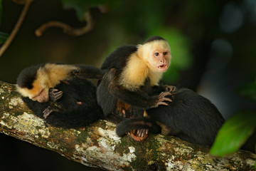 White-headed Capuchin, Cebus capucinus, black monkey sitting on the tree branch in the dark tropic forest, animal in the nature habitat, wildlife of Costa Rica. Animal behaviour in nature.