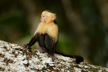White-headed Capuchin, black monkey sitting on the tree branch in the dark tropic forest. Cebus capucinus in gree tropic vegetation. Animal in the nature habitat. Green wildlife of Costa Rica.