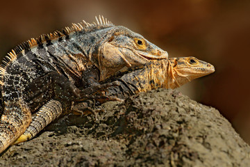 Lizard mating. Pair of reptiles, Black Iguana, Ctenosaura similis, male female sitting on black stone, chewing to head, animal in nature habitat, wildlife, Manuel Antonio , Costa Rica. Iguana love.