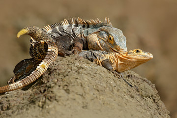 Pair of reptiles, Black Iguana, Ctenosaura similis, male female sitting on black stone, chewing to head, animal in nature habitat, wildlife, Manuel Antonio , Costa Rica. Iguana love. Lizard mating.