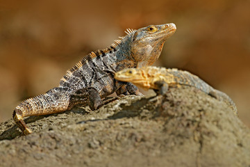 Obraz premium Lizard mating. Pair of reptiles, Black Iguana, Ctenosaura similis, male female sitting on black stone, pair of iguanas, animal in nature habitat, wildlife, Manuel Antonio , Costa Rica. Iguana love.