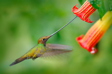 Sword-billed hummingbird, Ensifera ensifera, fly next to beautiful orange flower,bird with longest...