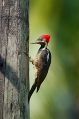 Woodpecker from Costa Rica, Lineated woodpecker, Dryocopus lineatus, sitting on branch with nest hole, bird in nature habitat, Costa Rica. Birdwatching, South America. Nesting hole in telegraph pole.