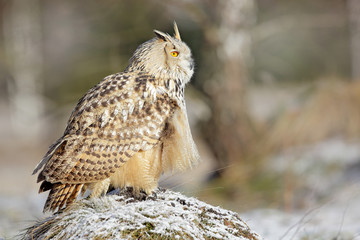 Eastern Siberian Eagle Owl, Bubo bubo sibiricus, sitting on hillock with snow in the forest. Birch tree with beautiful animal. Bird from Russia winter. Cold winter with rare bird. Big bird in snow.
