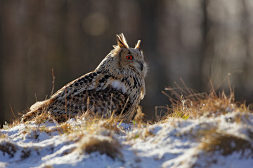 Cold winter with rare bird. Big bird in snow. Eastern Siberian Eagle Owl, Bubo bubo sibiricus, sitting on hillock with snow in the forest. Birch tree with beautiful animal. Bird from Russia winter.