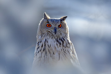 Winter face portrait of owl. Eastern Siberian Eagle Owl, Bubo bubo sibiricus, sitting on hillock with snow in the forest. Birch tree with beautiful animal. Bird from Russia winter. Cold winter, bird.