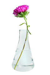 flower in a conical flask