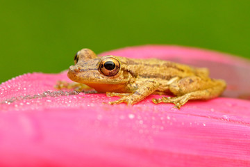 Small tropic frog Stauffers Treefrog, Scinax staufferi, sitting on the pink leaves. Frog in the nature tropic forest habitat. Costa Rica. Rare animal from Central America. Frog in flower forest.