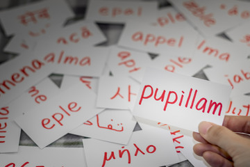 Latin; Learning New Language with Handwritten Flash Cards. Translation; Apple