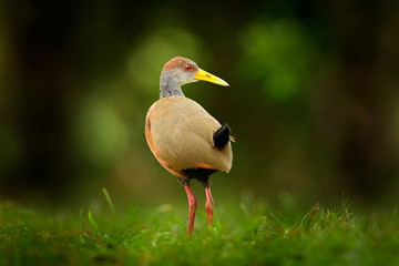 Gray-necked Wood-Rail, Aramides cajanea, walking on the green grass in nature. Heron in the dark tropic forest. Bird in the nature forest habitat. Animal from Costa Rica. Birdwatching in South America