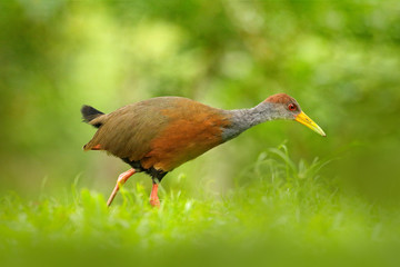 Gray-necked Wood-Rail, Aramides cajanea, walking on the green grass in nature. Heron in the dark tropic forest. Bird in the nature forest habitat. Animal from Costa Rica. Birdwatching in South America