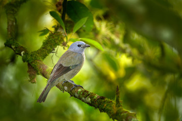 Palm Tanager, Thraupis palmarum, bird in the green forest habitat, Costa Rica. Dark green forest with bird. Tanager in the nature habitat. Wildlife scene from tropic jungle.