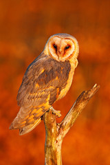 Barn Owl in nice orange light. Autumn forest with beautiful bird. Owl, wildlife animal scene from...
