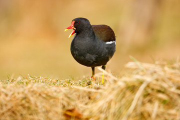 Brown water bird with yellow and red bill Common Moorhen, Porphyrio martinicus, walking in the grass. Green water in the background. Bird with open bill. Duck in nature. Autumn wildlife.