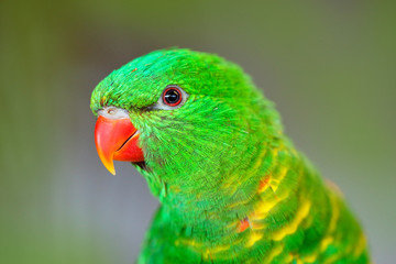 Scaly-breasted Lorikeet, Trichoglossus chlorolepidotus, green parrot, sitting on the branch, courtship love ceremony, Eastern Australia  Detail portrait of green parrot. Bird in the nature.