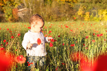 Little boy in red poppies flower field 