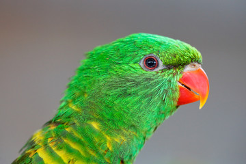 Portrait of Scaly-breasted Lorikeet, Trichoglossus chlorolepidotus, green parrot, sitting on branch, courtship love ceremony, Eastern Australia  Detail portrait of green parrot. Bird in the nature.