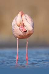 Obraz premium Pink big bird Greater Flamingo, Phoenicopterus ruber, in the water, Camargue, France. Flamingo cleaning plumage. Wildlife animal scene from nature. Flamingo in nature habitat.