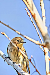 Acrylic Painting; The Female Yellow-rumped Warbler Perching on the Tree