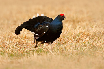 Black grouse in fog meadow. Lekking nice bird Black Grouse, Tetrao tetrix, in marshland, Sweden. Cold spring in the nature. Wildlife scene from north Europe. Black bird with red crest, white tail.