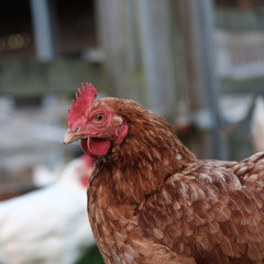 Brown feathered hen roaming in barnyard