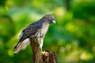 Red-tailed Hawk, Buteo jamaicensis, bird of prey portrait with open bill with blurred habitat in background, green forest, USA. Wildlife scene from nature. Green wood with hawk.