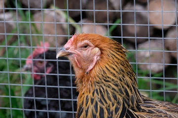 Head of Brahma chicken in chicken coop