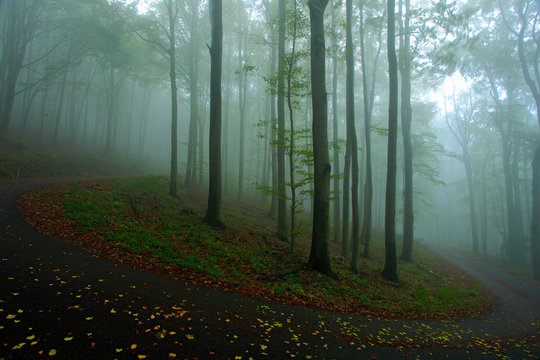 Morning with fog. Cold misty foggy morning in a fall valley of Bohemian Switzerland park. Hills with fog, landscape of Czech Republic, trees in the landscape Ceske Svycarsko. Bend curve in forest.