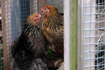 Pair of Brahma chickens in hen house