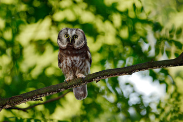 Boreal owl, Aegolius funereus, sitting on the tree branch in green forest background. Owl hidden in green forest vegetation. Bird in nature. Wildlife of Germany. Small bird in the green wood.