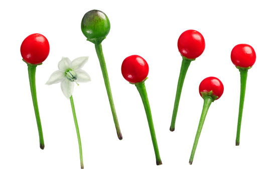 Chile Tepin Chiltepin pepper, paths