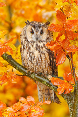Obrazy  Ptak w pomarańczowym lesie, żółte liście. Sowa uszata z pomarańczowymi liśćmi dębu jesienią. Scena przyrody z natury, Szwecja. Zwierzę w siedlisku jesiennym. Liście dębu pomarańczowego z pięknym ptakiem.