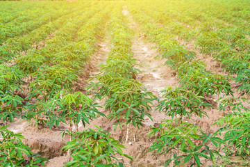 Cassava plantation.
