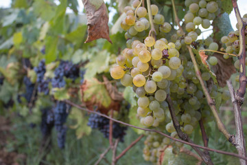 Detail of Handmade grape harvest in Georgian Vineyard. Ripe grapes with green leaves. Nature background with Vineyard. ripe grapes in the vineyard